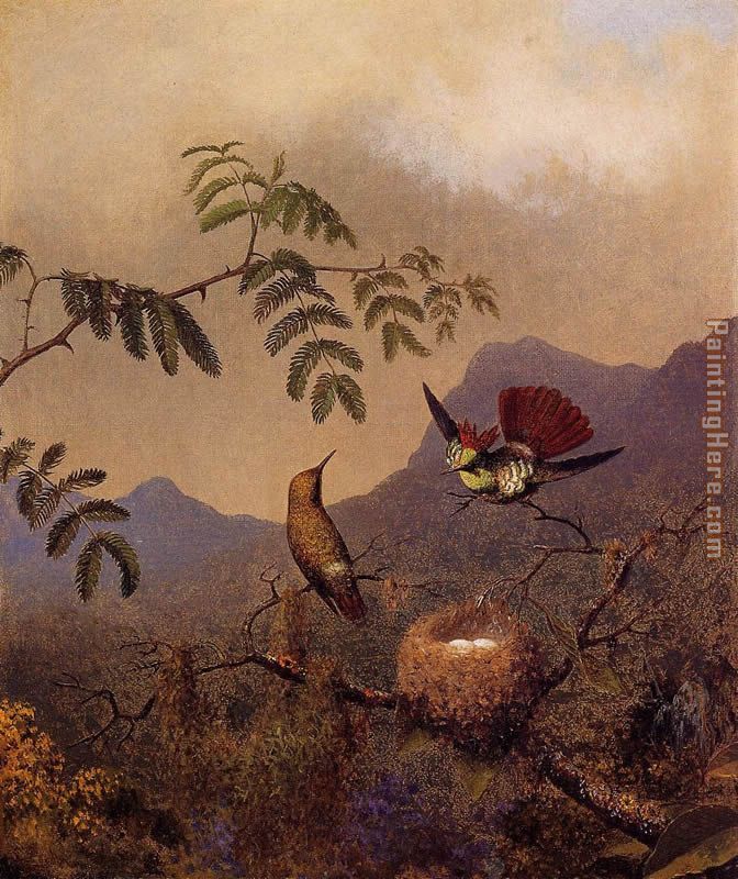 Frilled Coquette painting - Martin Johnson Heade Frilled Coquette art painting